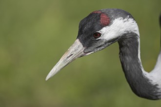 Eurasian or Common crane (Grus grus) adult bird head portrait, England, United Kingdom