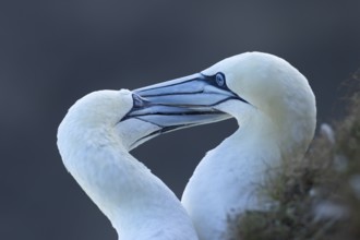 Northern gannet (Morus bassanus) two adult sea birds during their courtship love display on a cliff