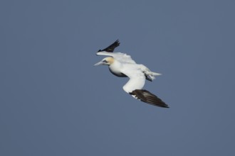 Northern gannet (Morus bassanus) adult sea bird flying, England, United Kingdom