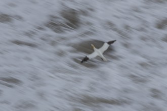 Northern gannet (Morus bassanus) adult sea bird flying - slow motion blur image, England, United