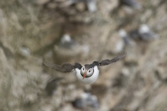Atlantic puffin (Fratercula arctica) adult sea bird flying, England, United Kingdom