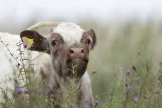 Cattle or Cow (Bos taurus) adult farm animal amongst summer wild flowers in a grass field, England,