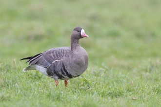 White-fronted goose (Anser albifrons), standing in a meadow in the wintering area, wildlife,