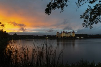 Moritzburg Castle in the blue hour, castle pond, reflection, sunset, common reed (Phragmites