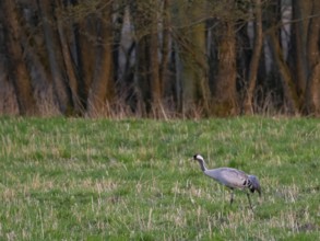 A crane looking for food, Mecklenburg-Western Pomerania, Germany