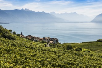 Picturesque village in the vineyards by the lake, Rivaz, Lavaux, UNESCO World Heritage Site, Lake
