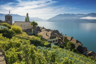 Picturesque village in the vineyards by the lake, Saint-Saphorin, Lavaux, UNESCO World Heritage