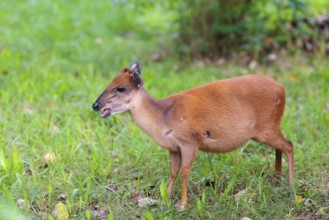A female Red Forest Duiker (Cephalophus natalensis) stands in a green meadow, eating grass and