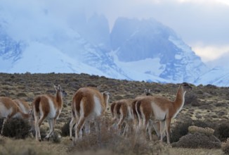 Guanacos (Llama guanicoe), Torres del Paine National Park, Patagonia, Chile, South America