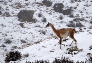 Guanacos (Llama guanicoe) in the snow, Torres del Paine National Park, Patagonia, Chile, South
