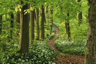 Winding forest path through an idyllic, light-flooded beech forest with wild garlic in bloom in