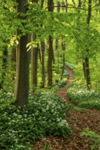 Winding forest path through an idyllic, light-flooded beech forest with wild garlic in bloom in