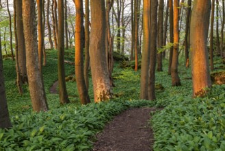 Winding forest path through an idyllic beech forest in spring with lush green wild garlic on the