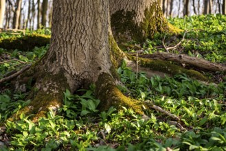 Close-up of moss-covered beech trees in a spring-like forest, surrounded by lush green wild garlic,