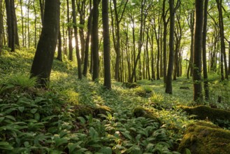 The light of the sun shines in an idyllic beech forest in spring with lush green wild garlic on the