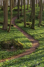 Winding forest path through an idyllic beech forest in spring with lush green wild garlic on the