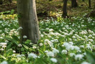 Close-up of white flowering wild garlic with green leaves, Lügde, North Rhine-Westphalia, Germany