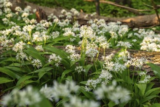 Close-up of white flowering wild garlic with green leaves, Saubrink-Oberberg natural forest, Ith,