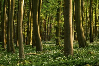 Full-format photograph of beech trees in a spring-like forest, surrounded by white flowering wild