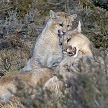 Cougar (Cougar concolor) female with young, Torres del Paine National Park, Chile, South America