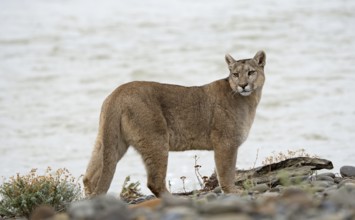 Cougar (Cougar concolor), Torres del Paine National Park, Chile, South America