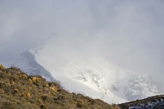 Cougar (Cougar concolor), Torres del Paine National Park, Chile, South America