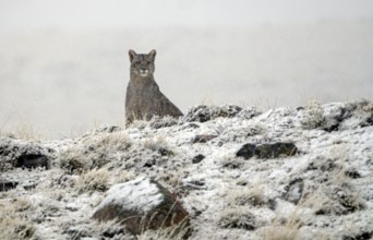 Cougar (Cougar concolor) in the snow, Torres del Paine National Park, Chile, South America