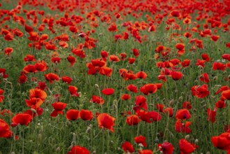 Full-frame photograph of a field of red-flowering poppies (Papaver rhoeas) in soft backlighting,