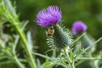 Field bumblebee (Bombus pascuorum) on a thistle (Cirsium), Germany