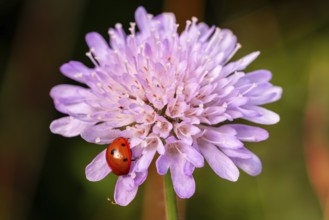 Close-up of a ladybird (seven-spotted ladybird, Coccinella septempunctata) on a purple flowering