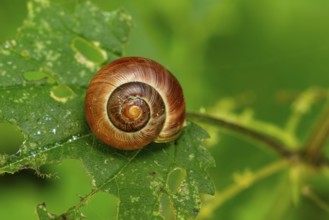 Close-up of a small brown snail (Gastropoda) on a leaf of a stinging nettle, Germany