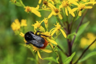 Close-up of a stone bumblebee (Bombus lapidarius) on yellow flowering ragwort (Jacobaea vulgaris),
