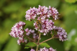 Close-up of a Western honeybee (Apis mellifera) on pink flowering Hemp agrimony (Eupatorium