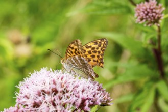 Close-up of an Emperor Cloak (Argynnis paphia) on pink flowering Hemp agrimony (Eupatorium