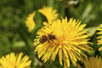 Close-up of a western honeybee (Apis mellifera) on the yellow flower of a common dandelion