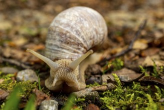 Frontal close-up of a vineyard snail (Helix pomatia) crawling over a mossy forest floor, Germany