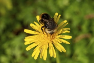 Close-up of a Large earth bumblebee (Bombus terrestris) on the yellow flower of a dandelion