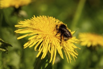 Close-up of a Large earth bumblebee (Bombus terrestris) on the yellow flower of a common dandelion