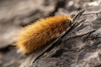 Close-up of the caterpillar of a butterfly (Garden tiger moth, Arctia caja), Germany