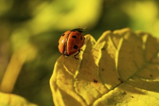 Close-up of a red ladybird (seven-spotted ladybird, Coccinella septempunctata) on an autumnal