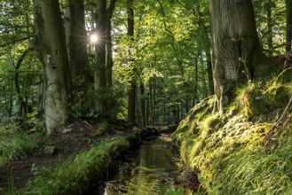 The sun shines on an idyllic hiking trail along the moat of the Schwalenberger Stadtwasser, lined