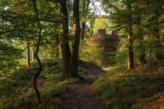 View through the forest to the tower of the Königszinne near Bodenwerder, Solling-Vogler region,