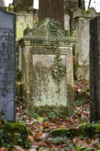 Gravestone with moss and ivy at the Bodenfelde Jewish Cemetery, Northeim district, Lower Saxony,