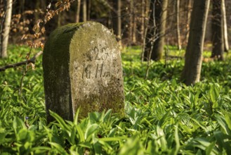 Moss-covered boundary stone surrounded by wild garlic in the forest on the Süntel, Lower Saxony,
