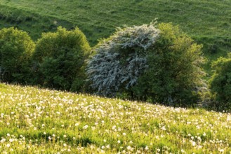 View across a meadow with ripe dandelions to a row of trees with a white flowering fruit tree,