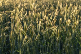 Full-format photograph of a rye field (Secale cereale) in atmospheric evening backlight, Germany