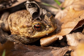 A common toad (Bufo bufo) hides well camouflaged in autumn leaves on the forest floor, Germany