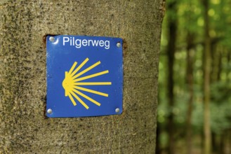 Sign with blue and yellow scallop shell and pilgrimage route lettering on a tree to mark the Way of