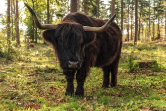Highland cattle in a forest in the Wistinghauser Senne, Teutoburg Forest nature park Park, North