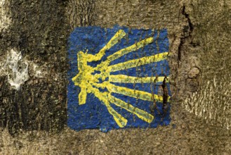 Hand-painted blue and yellow scallop shell on a tree to mark the Way of St James, near Höxter,